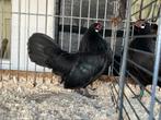 Trio HK zwart, Dieren en Toebehoren, Pluimvee, Meerdere dieren, Kip