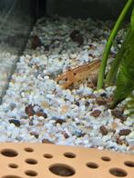 Oranje dwergkreeftjes, Dieren en Toebehoren, Vissen | Aquariumvissen, Kreeft, Krab of Garnaal, Zoetwatervis