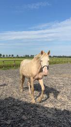 Vriendelijke 15-jarige cremello Cruzado ruin, Dieren en Toebehoren, Paarden, Gechipt, Ruin, M, 160 tot 165 cm