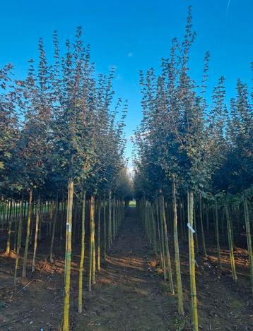 Acer campestre veldesdoorn bomen in maten leverbaar beschikbaar voor biedingen