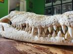 XL Siamese krokodillen schedel, Verzamelen, Dierenverzamelingen, Ophalen of Verzenden, Schedel