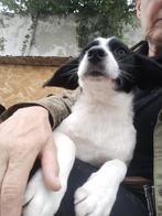 verschillende pups ter adoptie/donaties ook welkom!, Dieren en Toebehoren, Honden | Niet-rashonden, Particulier, 15 weken tot 1 jaar
