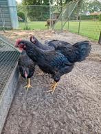 Barnevelder haantjes!, Mannelijk, Kip
