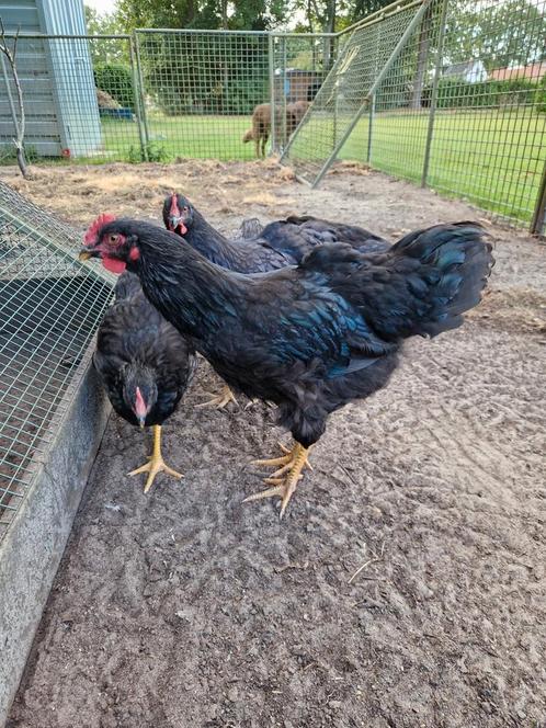Barnevelder haantjes!, Dieren en Toebehoren, Pluimvee, Kip, Mannelijk