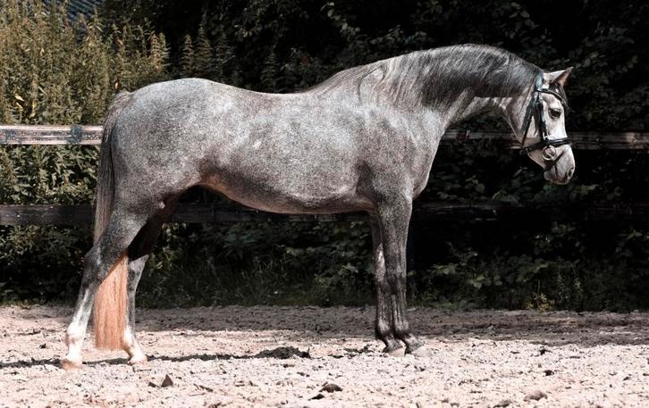 Chique, goed bewegende C ster merrie, Dieren en Toebehoren, Pony's, Merrie, Zadelmak, C pony (1.27m tot 1.37m), Dressuurpony, 3 tot 6 jaar