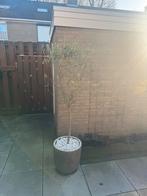 2 Olijfbomen in pot, Ophalen of Verzenden, 100 tot 250 cm, Olijfboom, Volle zon