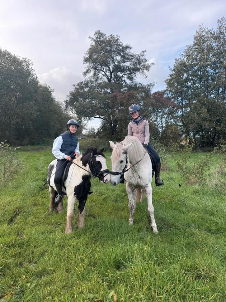 enthousiast leaser(tje) gezocht, Dieren en Toebehoren, Stalling en Weidegang