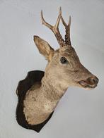 Opgezette hertenkop taxidermie, Ophalen of Verzenden, Gebruikt, Vogel, Opgezet dier