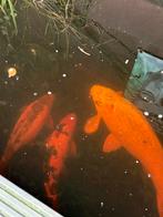 Koikarpers, Dieren en Toebehoren, Vissen | Vijvervissen, Karper of Koi