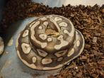 Mojave Pastel het Desert Ghost - KWEEKVROUW - 165 EURO, Dieren en Toebehoren, Slang, 0 tot 2 jaar