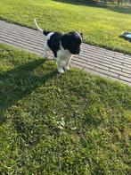 Friese Stabij pups, Dieren en Toebehoren, Overige rassen, CDV (hondenziekte), 8 tot 15 weken, Meerdere