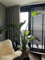 Strelitzia Nicolai XL - Paradijsvogelplant, Huis en Inrichting, Kamerplanten, Ophalen, Overige soorten, Halfschaduw, In pot