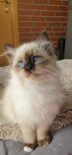 Heilige Birma kittens met Stamboom, Dieren en Toebehoren, Katten en Kittens | Raskatten | Langhaar, Met stamboom