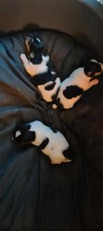 3 pups te koop, twee reutjes en één teefje., Dieren en Toebehoren, Honden | Jack Russells en Terriërs, 8 tot 15 weken, Meerdere