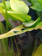 Garnalen (blauwe) neocaridina, Dieren en Toebehoren, Vissen | Aquariumvissen, Kreeft, Krab of Garnaal