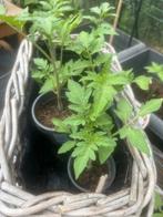 Biologische tomaten plantjes, Ophalen, Nieuw