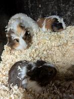 Leuke cavia's, Mannelijk, Cavia