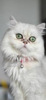 Simba zoekt een huisje, Dieren en Toebehoren, Katten en Kittens | Raskatten | Langhaar, Kater