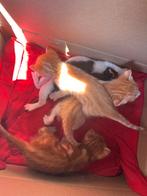 4 babykatten, Dieren en Toebehoren, Katten en Kittens | Dekkaters, 0 tot 2 jaar