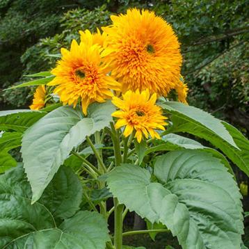 Sungold reuzen zonnebloem zaden beschikbaar voor biedingen