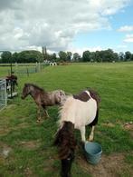 Shetland merrie drachtig met appaloosa veulen, Dieren en Toebehoren, Pony's, A pony (tot 1.17m), Gechipt, Onbeleerd, Recreatiepony