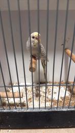 Prachtige dun fallow (denk pop), Dieren en Toebehoren, Vogels | Parkieten en Papegaaien, Meerdere dieren, Parkiet