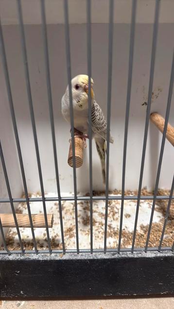 Prachtige dun fallow (denk pop) beschikbaar voor biedingen