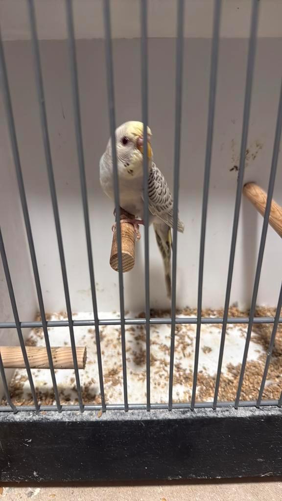 Prachtige dun fallow (denk pop), Dieren en Toebehoren, Vogels | Parkieten en Papegaaien, Parkiet, Meerdere dieren