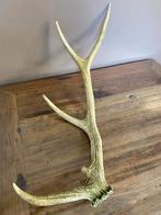 Groot gewei edelhert - 4 puntig - nr 7, Antiek en Kunst, Curiosa en Brocante, Ophalen of Verzenden