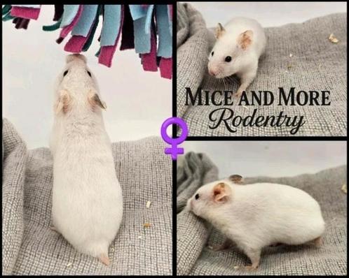 Goudhamster vrouw, Dieren en Toebehoren, Knaagdieren, Vrouwelijk, Hamster, Juni, Tam