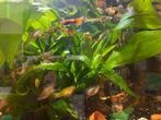 Guppen baby’s, Dieren en Toebehoren, Vissen | Aquariumvissen, Vis