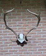 Mooi Edelhert Gewei Jacht Trofee Mancave Jacht Hut d21, Ophalen, Hert, Gewei of Kop