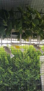 Kanarienvogel, Dieren en Toebehoren, Vogels | Kanaries