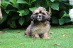Boomer reutjes pups te koop, Dieren en Toebehoren, Honden | Chihuahua's en Gezelschapshonden, Nederland, Overige rassen, CDV (hondenziekte)