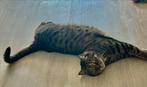 Katten oppas, Diensten en Vakmensen, Particuliere oppas