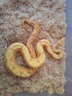 Sunglow super jungle 0.1, Dieren en Toebehoren, Reptielen en Amfibieën, Slang