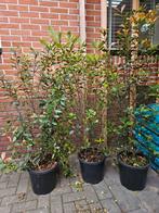 Red robin glansmispel 140-160 hoog, laatste 3!, Ophalen, Overige soorten, 100 tot 250 cm