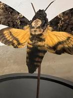 Prachtige Doodshoofd Vlinder in stolp, mooie tekening, Nieuw, Opgezet dier, Ophalen of Verzenden, Insect