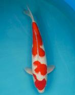 Kohaku nisai ca 50 cm prachtige japanse koi NIEUW Heeschkoi, Karper of Koi