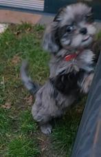 Shih Tzu pup teefje merle, Dieren en Toebehoren, Honden | Chihuahua's en Gezelschapshonden, Overige rassen, 8 tot 15 weken, Teef