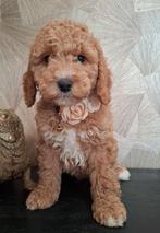 WIJ MOGEN VERHUIZEN 💞 Medium Australian labradoodle pups 💞, Parvo, Overige rassen, 8 tot 15 weken, Meerdere