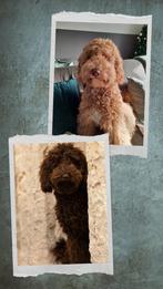 🌸 in januari kleine medium/medium Labradoodle pups, CDV (hondenziekte), 8 tot 15 weken, Eén hond, Nederland