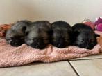 Wolfskees pups, keeshond, wolfsgrauw, Keeshond, CDV (hondenziekte), 8 tot 15 weken, Meerdere