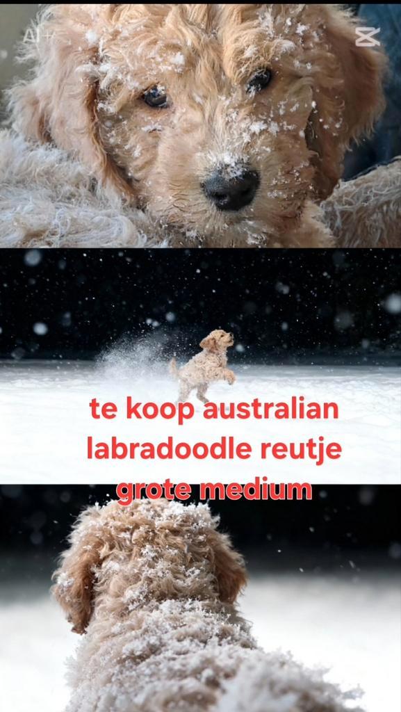 Australian labradoodle pups. Grote medium, Dieren en Toebehoren, Honden | Niet-rashonden, Middel, Meerdere dieren, Fokker | Hobbymatig