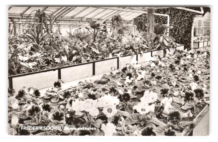 Frederiksoord, Bloemenkassen, Verzamelen, Ansichtkaarten | Nederland, Gelopen, Drenthe, 1960 tot 1980, Ophalen of Verzenden