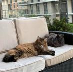 2 lieve katten, Dieren en Toebehoren, Meerdere dieren, Gechipt, 6 jaar of ouder