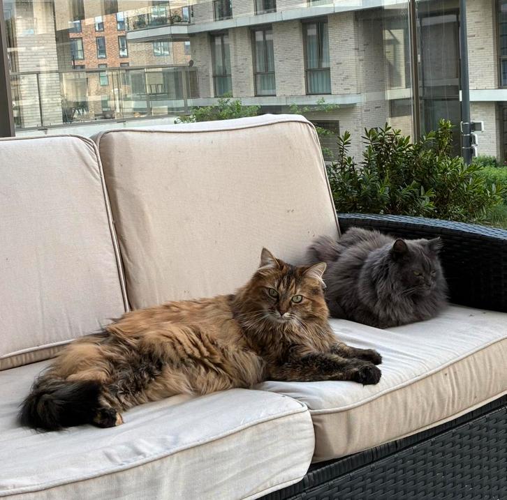 2 lieve katten, Dieren en Toebehoren, Katten en Kittens | Raskatten | Langhaar, Meerdere dieren, 6 jaar of ouder, Gechipt
