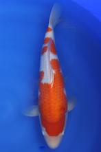 Kohaku, Dieren en Toebehoren, Vissen | Vijvervissen, Karper of Koi