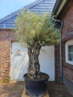 SUMMERDEAL KORTING OP OUDE KNOESTIGE OLIJFBOMEN, In pot, Halfschaduw, Ophalen of Verzenden, 100 tot 250 cm