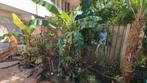 Bananenplanten - Tropische sfeer in uw tuin!, Tuin en Terras, Planten | Tuinplanten, Volle zon, Vaste plant, Bloeit niet, Ophalen